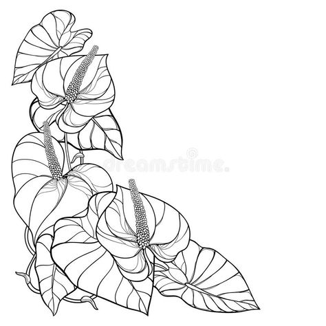 Vector corner bouquet of outline tropical plant Anthurium or Anturium flowers bunch and leaves in black isolated on white. Vector corner bouquet of outline royalty free illustration Anthurium Flower Drawing, Anthurium Tattoo Design, Elephant Ear Garden, Anthurium Illustration, Anthurium Drawing, Tropical Plants Drawing, Anthurium Tattoo, Elephant Ears Garden, Flower Bouquet Drawing