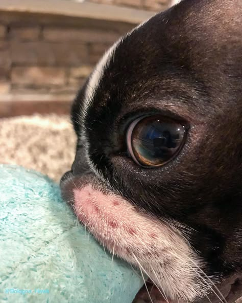 Boston Terrier Brown, Boston Terrior, Cute Boston Terrier, Baby Boston Terriers, Dogs With Jobs, Boston Terrier Funny, Boston Terrier Lover, Every Dog Breed, We Rate Dogs