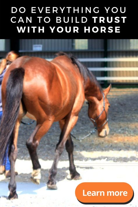 DO EVERYTHING YOU CAN TO BUILD TRUST WITH YOUR HORSE. Join us & discover why everything changes for the better when you start listening to the horse. Get started today! Stable Hacks, Stable Plans, Horse Riding Videos, Horse Training Exercises, Barn Hacks, Stable Ideas, Horseback Riding Lessons, Horse Products, Jumping Horse