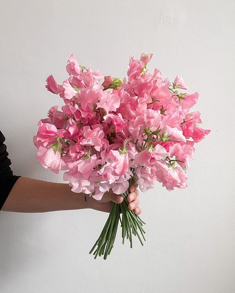 Pink Sweet Pea Flowers, Azalea Wedding Bouquet, Sweat Pea Flower Bouquets, Aesthetic Bridal Bouquet, Sweet Pea And Daisy Bouquet, Pink Sweet Pea Bouquet, Flowers Sweet Pea, Sweetpea Bouquet Wedding, Azalea Flower Bouquet