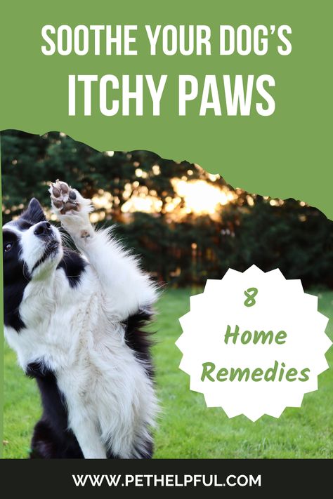 Dog Has Itchy Skin Home Remedies, Home Remedy For Dogs Itchy Paws, Diy Dog Itch Relief, Natural Itch Relief For Dogs, Apple Cider Vinegar For Dogs Itching, Dog Paw Allergy Remedies, Dog Paw Soak, Yeast Build Up On Dog Paws, Itchy Paws Remedies