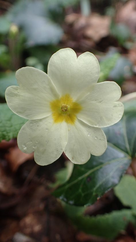 Primrose Bouquet, Primrose Flower Meaning, Primrose Drawing Simple, Primula Vulgaris, Primrose Embroidery, Primrose Drawing, Primrose Flowers, Primula Flower, Primrose Aesthetic