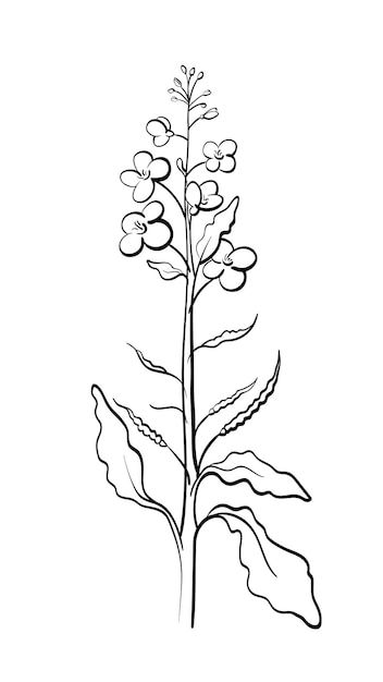 Mustard Seed Plant, Mustard Seed Tattoo, Canola Plant, Seed Tattoo, Canola Flower, Mustard Plant, Mustard Flowers, Plant Tattoo, Plant Vector