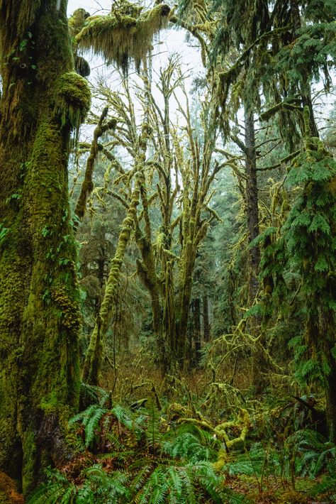 This post includes everything you need to know about the Hoh Rainforest. From trails to accommodations, photography, facts, and more! Hoh Rainforest Washington, Photography Facts, Hoh Rainforest, Lake Crescent, Olympic National Park Washington, National Park Trip, Storm King, Hiking National Parks, Dnd Campaign