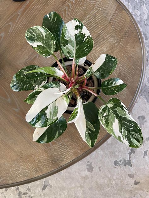 Philodendron White Princess starter plant (ALL STARTER PLANTS require you to purchase 2 plants!) Prettiest House Plants, White Princess Philodendron, Philodendron White Princess, Princess Philodendron, Plant Wishlist, Plant Goals, Plant Room, Philodendron Plant, Airbnb Promotion