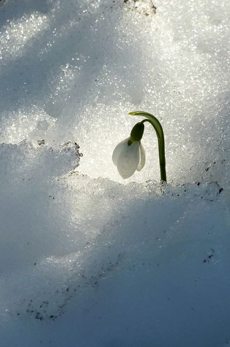 Winters Tafereel, Foto Macro, Matka Natura, Winter Szenen, Foto Gif, Belle Nature, Winter Magic, Winter Scenery, Winter Beauty