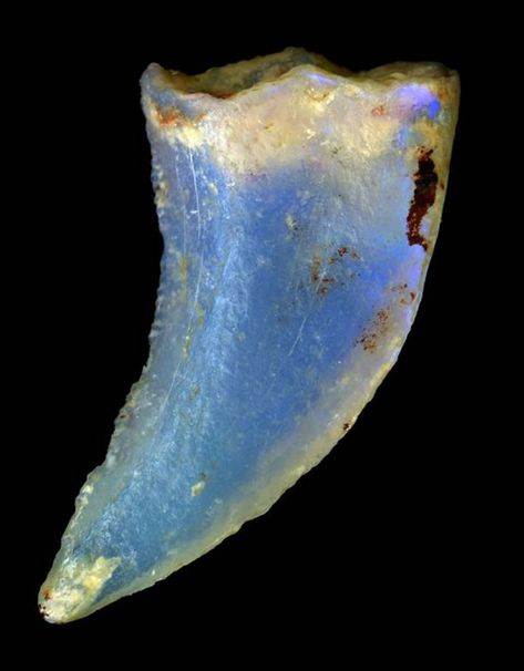 Opalized Theropod. Dinosaur Tooth.  Opalized fossils form when silica settles into cracks in the bone, then harden into opal. photo Carl Bento. Australian Museum. Rocks And Fossils, Geology Rocks, Pretty Rocks, Dinosaur Fossils, Beautiful Rocks, Mineral Stone, Minerals And Gemstones, Rocks And Gems, Gems And Minerals