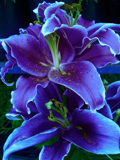 Daylilies Purple Lily, Love Lily, The Secret Garden, Daylilies, Exotic Flowers, Lily Flower, Flower Beauty, Flowers Nature, Beautiful Blooms