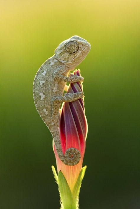 Chameleon Bloom:   No widdle flower, it's not your time yet. This chameleon shall gently guard you until it is. National Geographic Animals, National Geographic Photo Contest, National Geographic Photography, Nature Tour, Reptiles And Amphibians, National Geographic Photos, Gecko, Nature Animals, Amphibians