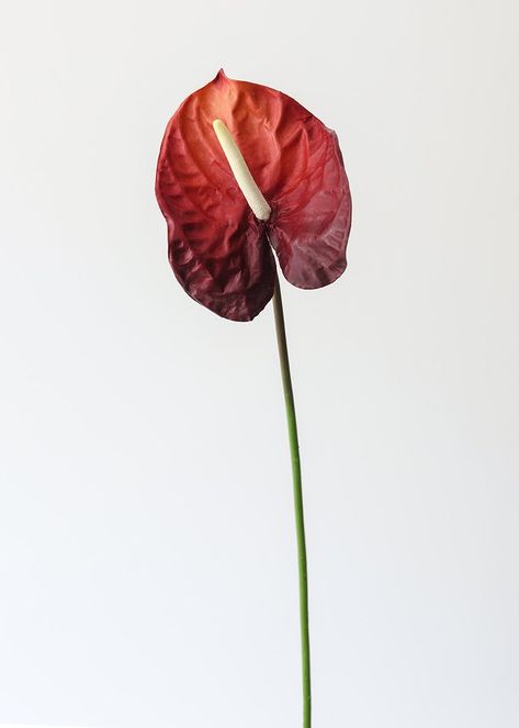 Spice up your floral designs with large, amazing fake anthurium blooms from Afloral.com, like this one in deep burgundy red. Faux Tropical Flowers for the Home Red Flowers Aesthetic, Fuchsia Wedding Flowers, Deep Red Flowers, Red Anthurium, Artificial Palm Leaves, Tropical Aesthetic, Orchid Leaves, Anthurium Flower, Watercolor Hydrangea