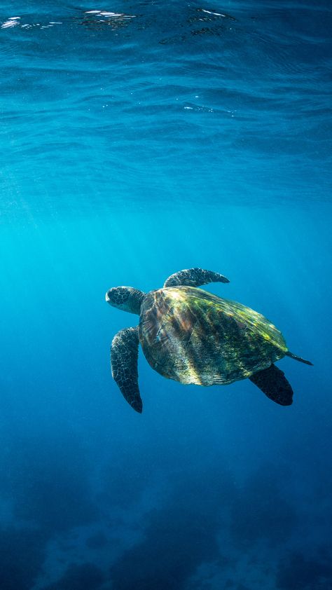 Sea Life Aesthetic Wallpaper, Sea Turtle Wallpaper Aesthetic, Turtle In Ocean, Turtles Wallpaper, Reef Wallpaper, Sea Turtles Photography, Sea Turtle Wallpaper, Turtle Pictures, Ocean Life Photography