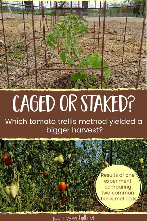 If you want a bumper crop of tomatoes, which tomato trellis method will yield more harvest? Tomato stakes? Tomato cages? Here are two easy DIY ways of trellising the tomatoes in your vegetable garden, plus the pros and cons of both. I also share which one I think is the best way to trellis tomatoes -- and my favorite way will work in raised beds, too!    #garden #tomatoes Staking Tomatoes, Trellis Tomatoes, Tomato Stakes, Bean Trellis, Tomato Support, Gardening On A Budget, Tomato Gardening, Determinate Tomatoes, Gardening In Containers