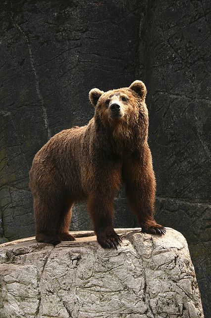 Bear Looking Up, Forest Meadow, Animals Forest, Grizzly Bears, Brown Bears, Bear Photos, Bear Pictures, Bear Cubs, African Elephant