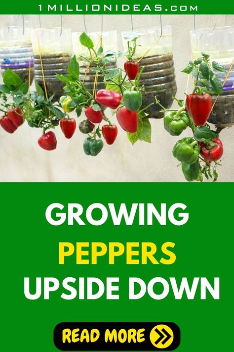 Growing peppers upside down, suspended like vibrant green chandeliers, isn't just a quirky gardening trend, but a revolution for home gardeners. Upside Down Plants Diy Hanging Planters, Upside Down Vegetable Garden, Upside Down Gardening, Growing Green Peppers, Upside Down Plants, Grow Peppers, Bell Pepper Plant, Growing Bell Peppers, Strawberries In Containers