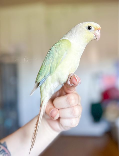 Moon Cheek Conure, Turquoise Green Cheek Conure, Conure Toys, Conure Bird, 100 Thieves, Green Cheek Conure, Bearded Dragon Cute, Conure Parrots, Dream Pet