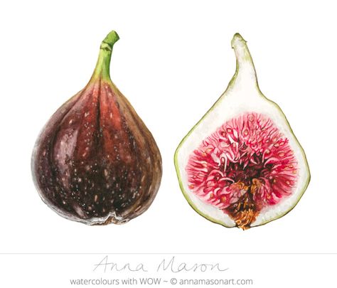 Anna Mason, Vegetable Painting, Art Kawaii, Watercolor Fruit, Fruit Painting, Watercolor Flowers Paintings, Botanical Painting, Botanical Watercolor, Fruit Art