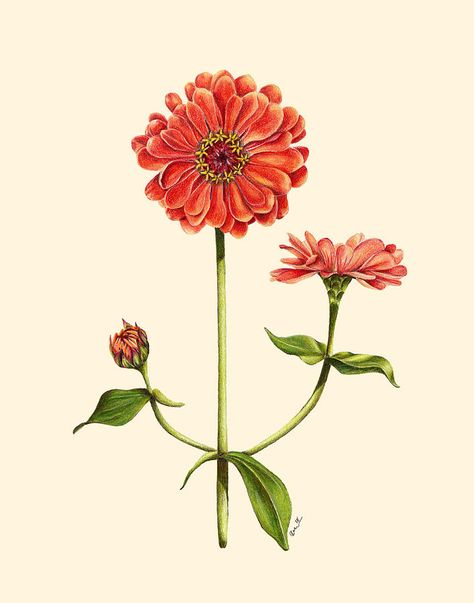 Zinnia Botanical Illustration, Zinnia Flower Sketch, Zinnia Line Drawing, Zinnia Drawing Simple, Zinnia Illustration, Zinnia Flowers Tattoo, Zinnia Flowers Drawing, Zinnia Drawing, Zinnia Watercolor