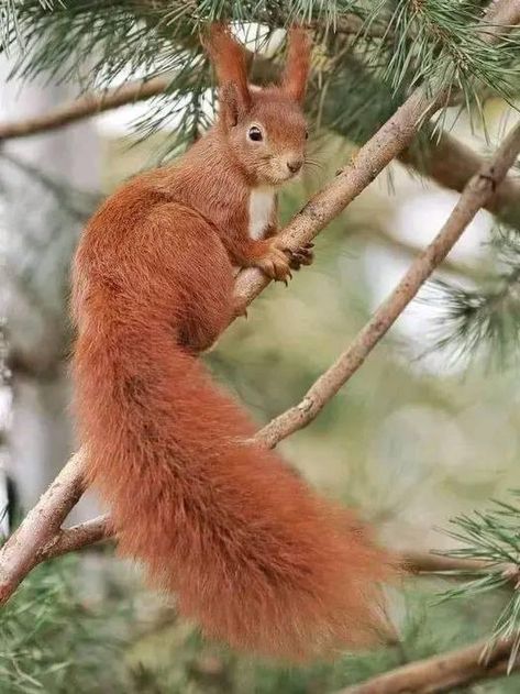 Sally Acorn, Dog Organization, Squirrel Pictures, Wild Animals Pictures, Leg Sleeve, Cute Squirrel, Red Squirrel, Wildlife Animals, Woodland Creatures