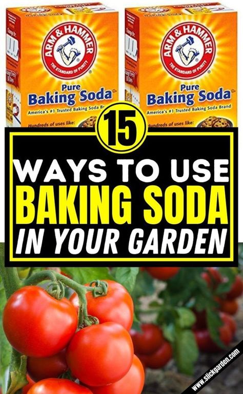 Baking Soda For Hydrangeas, Baking Soda Shampoo Recipe, Kitchen Gardening, Baking Soda Benefits, Baking Soda Water, Organic Pesticide, Garden Remedies, Easy Vegetables To Grow, Soda Brands