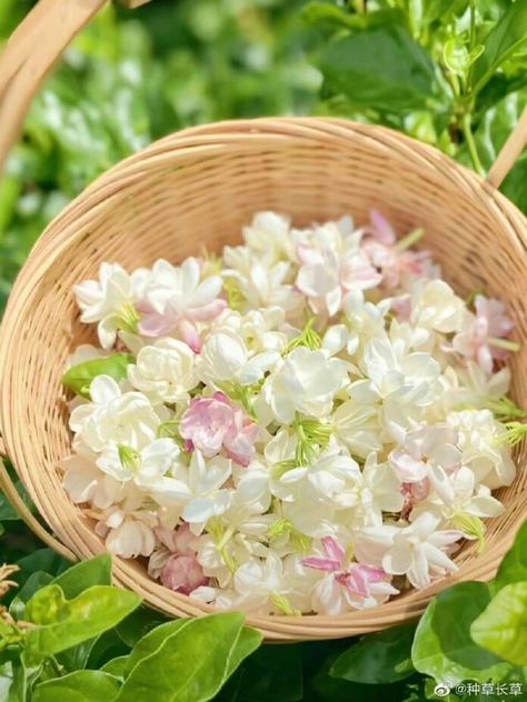 Hoa lài hay hoa nhài: Công dụng hoa nhài, phong thủy hoa nhài hợp mệnh gì - BlogAnChoi Flowers, White And Pink Flowers, Bouquet Decoration, Spring Bouquet, Flowers Spring, Wicker Basket, Pink Flowers, Home Décor, Green