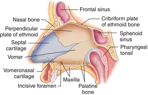 Nursing Study Tips, Paramedic School, Nasal Septum, Medical Dictionary, Nursing School Humor, Yoga Anatomy, Anatomy Models, Medical School Inspiration, Human Anatomy And Physiology