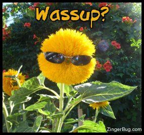 Wassup Flower In The Middle, The Middle, Sunflower, Sunglasses, Funny, Flowers