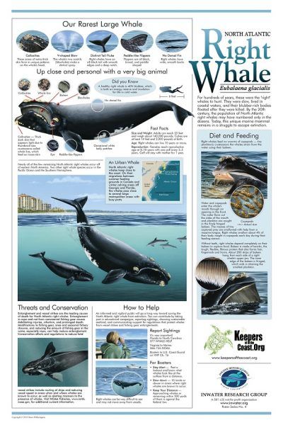 Educational Posters – Inwater Research Group North Atlantic Right Whale, Oceanography Marine Biology, Whale Poster, Biology Poster, Animal Infographic, Right Whale, Ocean Science, Save The Whales, Marine Ecosystem