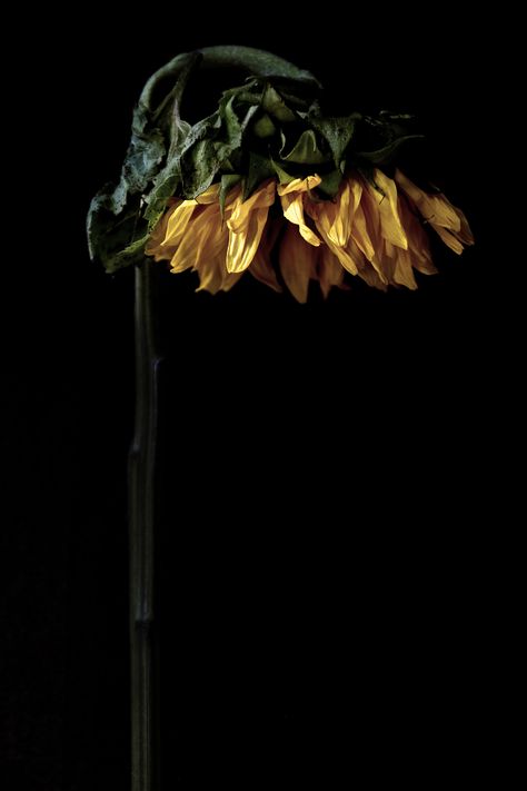 Mary Jo Hoffman, Yellow Aesthetic Pastel, Expressions Photography, Growth And Decay, Black Ground, Photography Themes, Flower Yellow, Sunflower Wallpaper, Black Backdrops