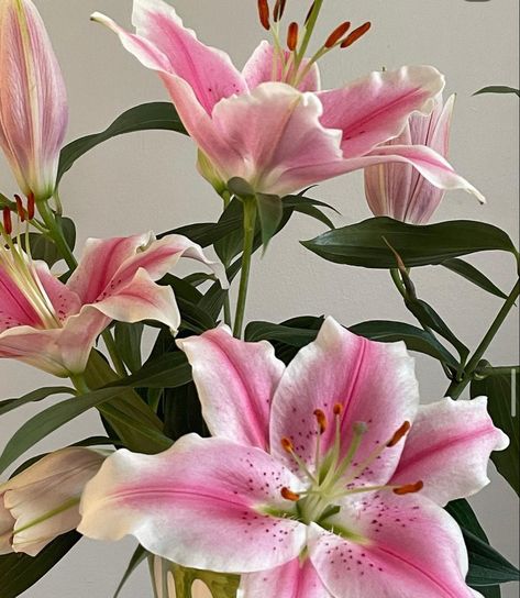 Pink And White Lillies, Lilys Aesthetic Flower, Lilys Aesthetic, Lilies Aesthetic, Flower Arrangement Party, Pink Tiger Lily, Flora Aesthetic, Lillies Flowers, Lily Aesthetic