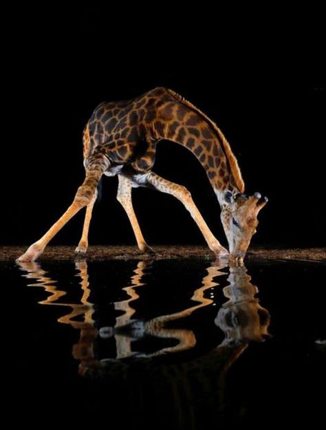 Nature, Natal, Giraffe Drinking Water, Hare Photo, Giraffe Neck, Becoming A Tattoo Artist, Giraffe Art, Kwazulu Natal, The Giraffe