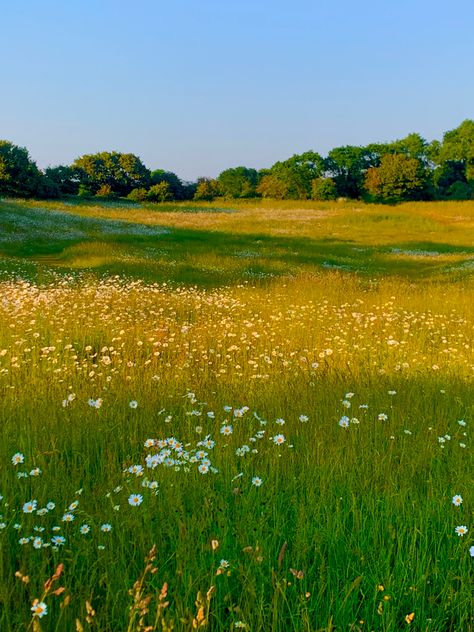 Flower field #spring #june #flowers #floral #aesthetic #aestheticwallpaper #aesthetictumblr Nature, June Flowers, Daisy Field, Floral Aesthetic, Pretty Landscapes, Fields Photography, Spring Aesthetic, Summer Dream, Nature Aesthetic