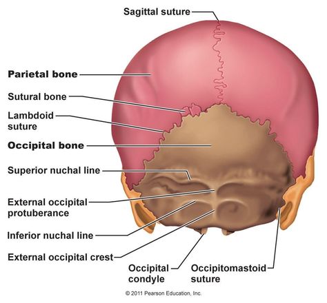 posterior skull view Skeleton System, Sphenoid Bone, Axial Skeleton, Paranasal Sinuses, Internal Carotid Artery, Sinus Cavities, Thoracic Vertebrae, Occipital Lobe, Spinal Fluid