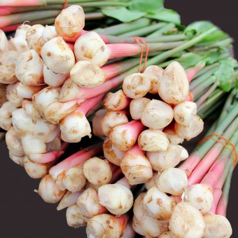 Galangal Essential Oil Galangal Root, Tonic Recipe, Tropical Climate, Muscle Aches, Traditional Chinese Medicine, Tea Blends, Chinese Medicine, Digestive System, Essential Oils Aromatherapy