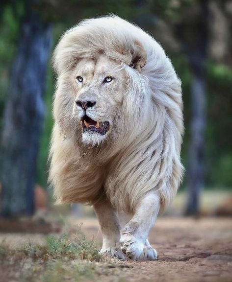 Sher Wallpaper, Lions Photos, Amazing Animal Pictures, Wild Animals Pictures, Male Lion, Photo Editing Tricks, Tiger Tattoo, Beautiful Animals, The Environment