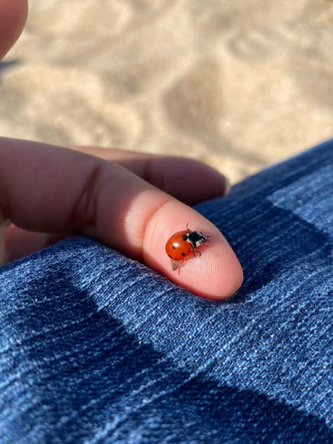 Bug Aesthetic, Ladybug Animal, Ladybug Aesthetic, A Ladybug, Summer Dream, Lady Bug, Summer Aesthetic, Pretty Pictures, Life Is Beautiful