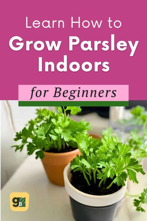 Learn how to start growing parsley from seed indoors with our easy-to-follow guide for beginner organic (and wanna be) gardeners. With our step-by-step instructions and a little bit of patience, you'll be harvesting fresh parsley from your very own herb garden in no time. It tastes so much better than what you get at the store! Read the full blog post and see how we successfully started our own parsley from seed at home. We did all the testing, so you don't have too! How To Grow Parsley In A Pot, Growing Parsley Indoors, Soaking Seeds Before Planting, Growing Parsley, Parsley Plant, Gardening Herbs, Herbs Plants, Preserving Herbs, Starting Seeds