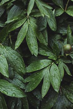 Rain Photography, Nature, Leaf Photography, Desain Lanskap, Wallpaper Nature Flowers, Colorful Plants, Tropical Landscaping, Lush Greenery, Beautiful Photos Of Nature