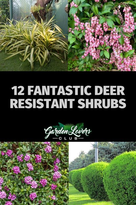 If you’re struggling with the deer in your neighborhood, try decorating your yard with these 12 deer resistant shrubs. Landscape Ideas Deer Resistant, Landscape Design Deer Resistant, Deer Resistant Trees And Shrubs, Shrubs That Deer Will Not Eat, Deer Resistant Landscape Design, Deer Friendly Landscaping, Deer Resistance Landscaping, Deer Resistant Shade Garden Design, Front Yard Landscaping Deer Resistant