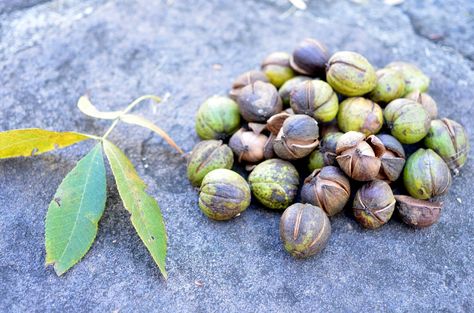 Hickory Leaf, Meat Packing, Tree Identification, Beech Tree, Wild Edibles, Wild Food, Outdoor Lover, Wild Plants, Edible Plants