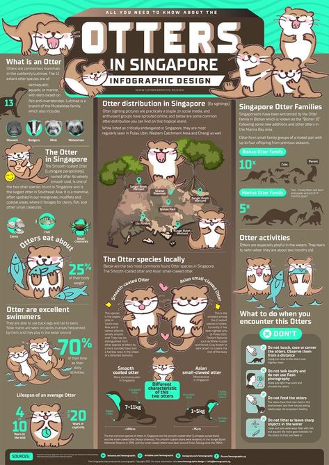 Infographic Design Animal, Graphic Design Informational Poster, Wildlife Poster Design, Animal Infographic Design, Informational Poster Design Layout, Zoo Infographic, Singapore Infographic, Informational Infographics, Creative Infographic Design Layout