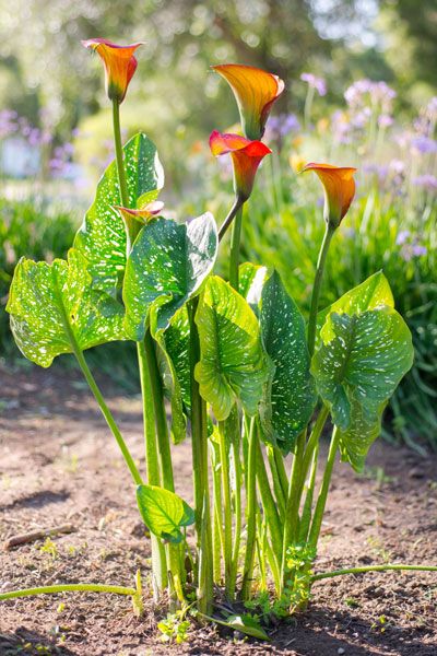 Calla Lily - Care, Growing, Watering, Flowering, Propagation - Plant Index Growing Calla Lilies, Calla Lily Garden Design, Calla Lily Plant Care, Calla Lily Care Outdoor, Water Lilly Aesthetic, Cali Lilly, Calla Lily Care, Lilly Aesthetic, Calla Lily Garden