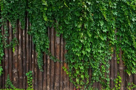 Distressed wooden fence with bright green ivy growing on in Ivy On Fence, Greek Goddess Painting, Types Of Ivy, Ivy Fence, Types Of Climbing, Boston Ivy, Trellis Garden, Garden Rake, Outdoor Trellis