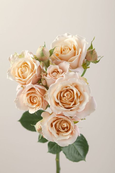 Apricot Wedding, Sahara Rose, Orchid Photography, Traditional Roses, Flower Company, What To Watch, Peach Wedding, Peach Roses, Spray Roses