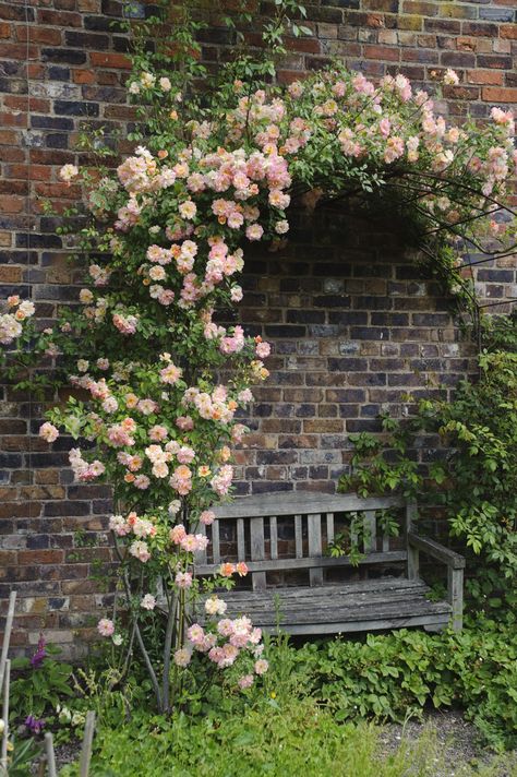 Rose Archway Garden, Roses Arch Garden, Romantic Rose Garden, Garden Rose Arch, Climbing Roses Arch, Climbing Rose Arch, Rose Arches Garden, Rose Garden Inspiration, Thornless Climbing Roses