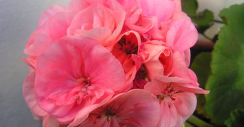 Rose geraniums, or pelargonium graveolens, are a member of the geranium family. They feature spiky leaves, pink flowers with purple markings and a sweet, lemony scent. Rose geranium oil is commonly used as a topical oil to treat the soreness of breastfeeding and to heal skin problems, and is often taken internally in the belief that it helps to... Flowers Recipes, Geranium Plant, Rose Geranium Essential Oil, Making Essential Oils, How To Make Oil, Fall Planters, Geranium Oil, Diy Roses, Geranium Essential Oil