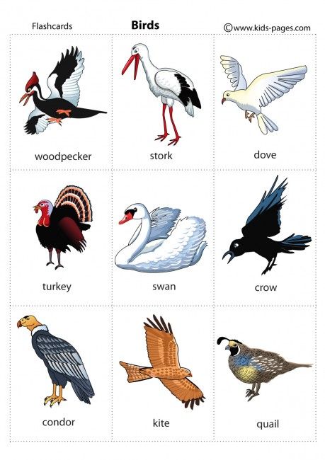 Birds 2 flashcard English Animals, Esl Preschool, Esl Vocabulary, Animal Flashcards, Learning English For Kids, Kids English, English Vocab, English Tips, Learning Italian