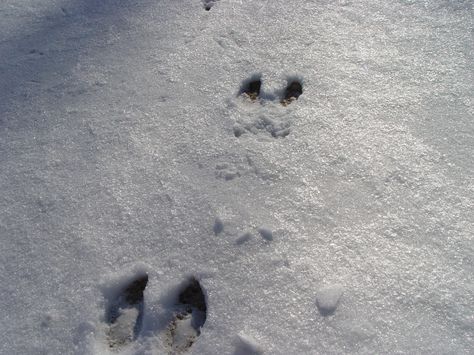 Deer Tracks Deer Hooves Reference, Wolf And Deer Aesthetic, Deer Aesthetic Winter, Wilderness Animals, Animal Tracks In Snow, Deer In Snow Aesthetic, Deer Tracks, Animal Footprints, Dnd Oc