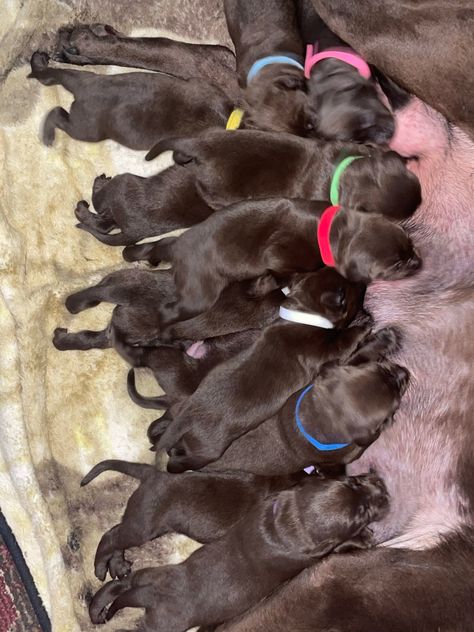 Chocolate Labrador Puppies Chocolate Labrador Puppies, Labrador Puppies For Sale, Labrador Puppy Chocolate, Chocolate Lab Puppies, Labrador Puppies, Puppies For Sale Near Me, Yellow Labrador Retriever, Labrador Retriever Puppies, Yellow Labrador