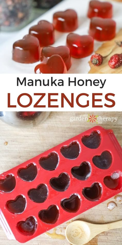 Learn what manuka honey is, where it comes from, and how to use it to help things like irritating coughs. Plus, learn how to make manuka honey lozenges! #gardentherapy #coldandflu #homeremedies #coldremedy #herbalremedies #herbs #wellness How To Make Honey Candy, Diy Honey Cough Drops, Honey Sweets, Honey Crafts, Manuka Honey Recipe, Diy Throat Lozenges Honey, How To Use Manuka Honey, Herbal Candy, Benefits Of Manuka Honey