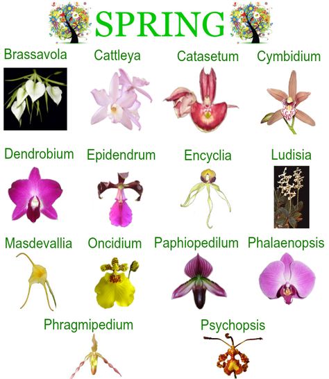 Orchid repotting calendar - Spring Calendar Types Of Orchids Plants, Different Types Of Orchids, Calendar With Pictures, Orchid Care Rebloom, Orchid Repotting, Spring Calendar, Orchid Ideas, Orchid Terrarium, Repotting Orchids